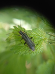 Cantharis obscura
