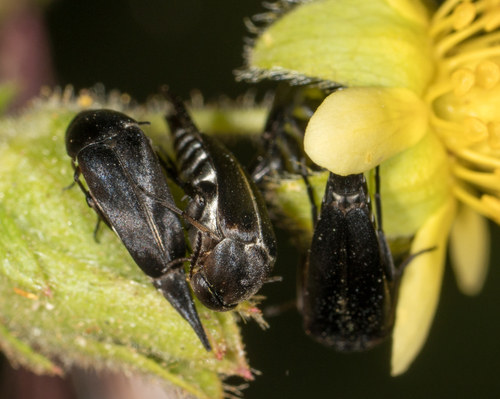 Mordellidae