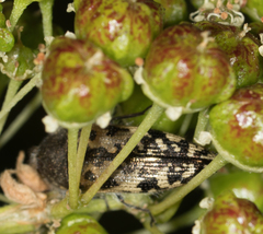 Acmaeodera