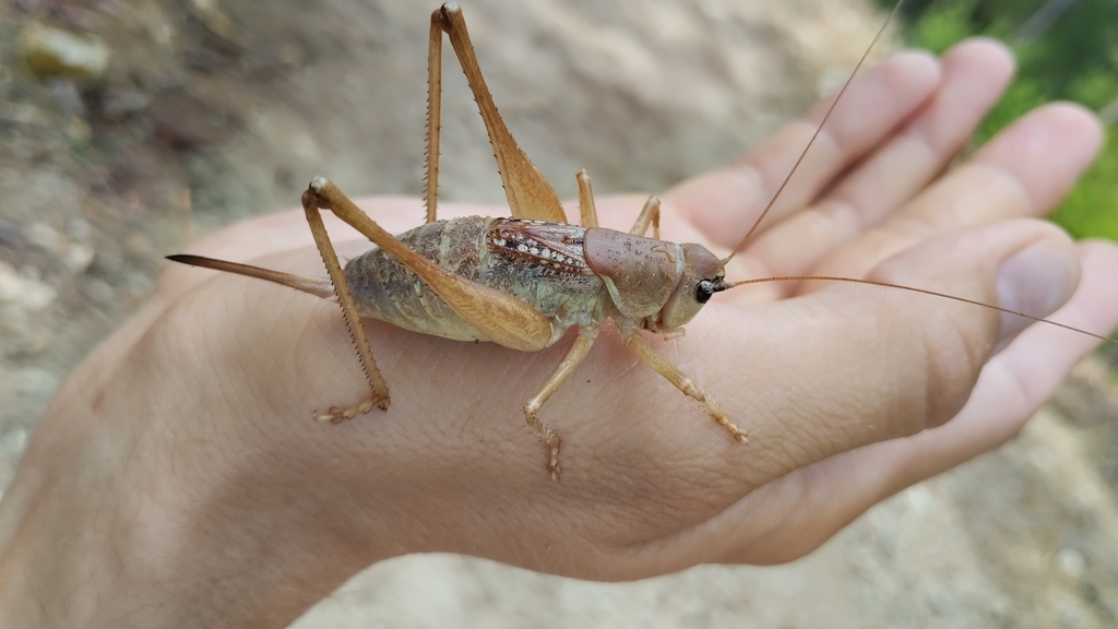 Anadrymadusa albomaculata