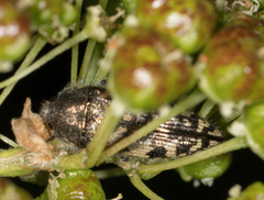 Acmaeodera