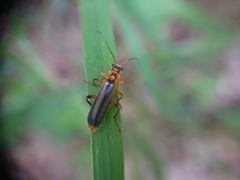 Metacantharis discoidea