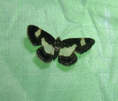 Heliomata cycladata