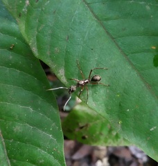 Dolichoderus attelaboides