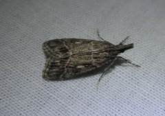 Eudonia torniplagalis