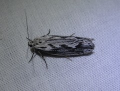 Ethmia discostrigella