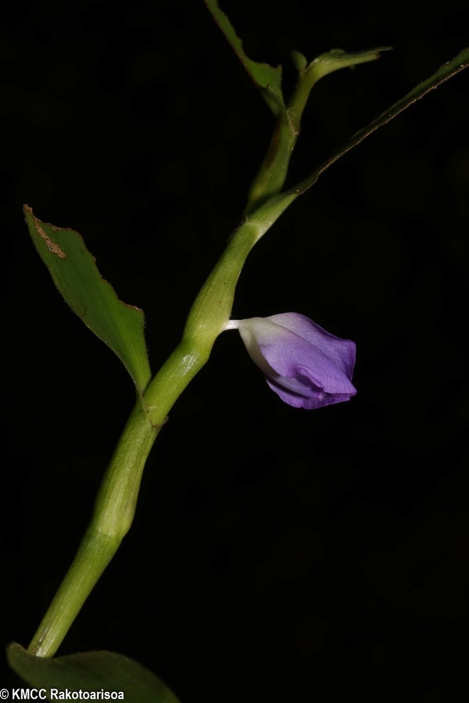 Nivoanthus synantherus