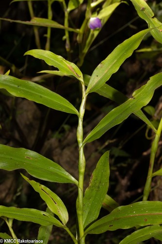 Coleotrype synanthera image