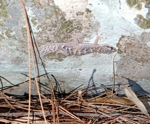 European Leaf-toed Gecko, Palermo, Sicily, IT, photo 7 of 10