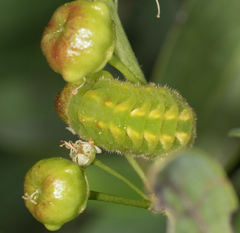 Celastrina echo