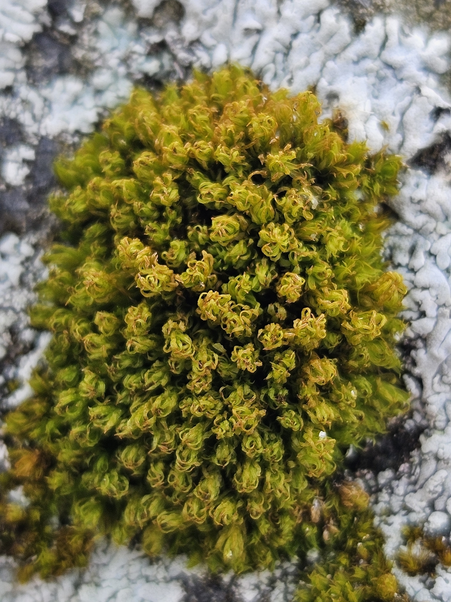 Plenogemma phyllantha