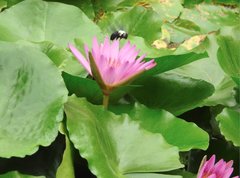 Xylocopa phalothorax