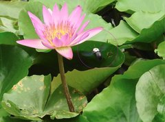 Xylocopa phalothorax