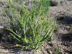 Melaleuca diosmifolia