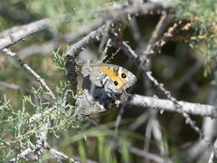 Hipparchia cypriensis