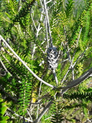 Melaleuca diosmifolia