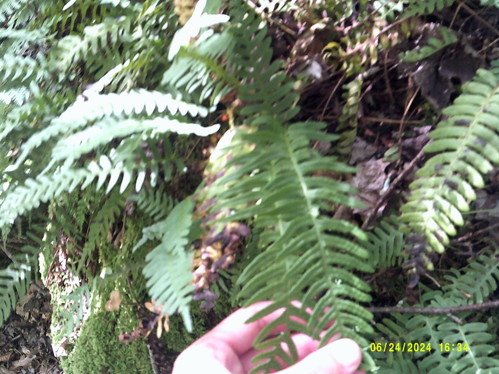 rock polypody from Laurel Ridge State Park, Rockwood, PA, US on June 24 ...