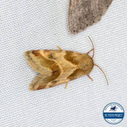Lynx Flower Moth photo 3