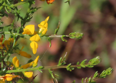 Genista triacanthos