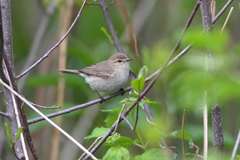 Phylloscopus collybita
