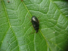 Gonodera luperus