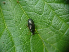 Gonodera luperus