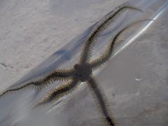 Ophiothrix