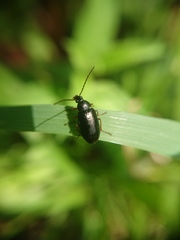 Gonodera luperus