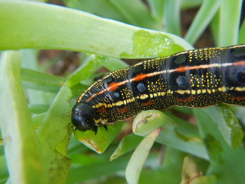 Striped Hawkmoth