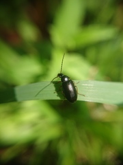 Gonodera luperus