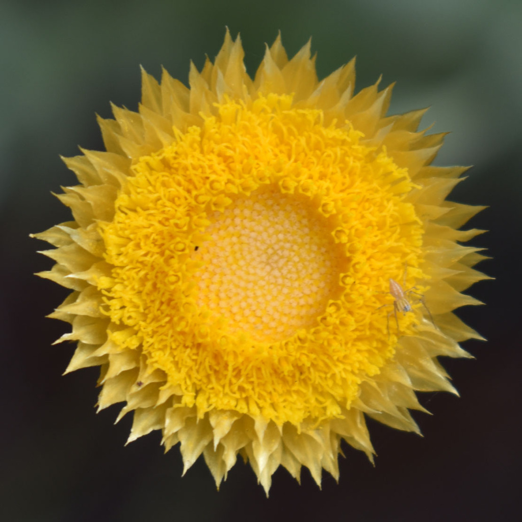 Coronidium flavum