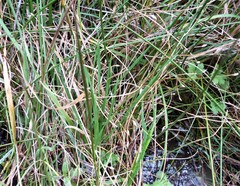 Eleocharis gracilis
