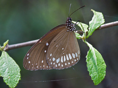 Euploea core