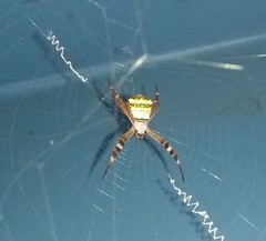 Argiope pulchella
