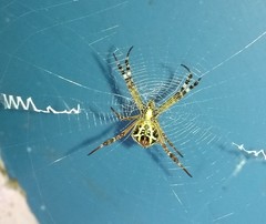 Argiope pulchella