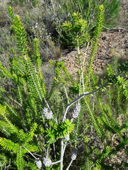 Melaleuca diosmifolia