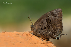 Arhopala amantes