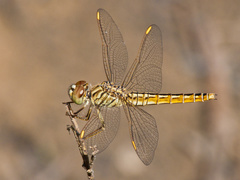 Brachythemis contaminata