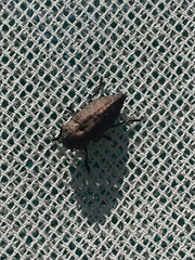 Dicercini