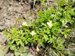 Potentilla flagellaris