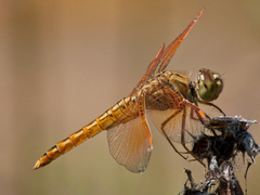 Brachythemis contaminata
