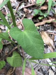 Ipomoea plebeia