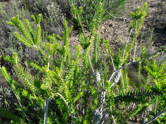 Melaleuca diosmifolia