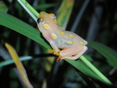 Hyperolius argus