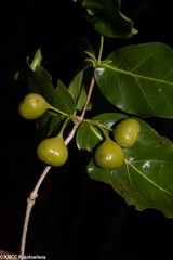 Pyrostria