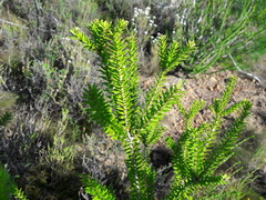 Melaleuca diosmifolia