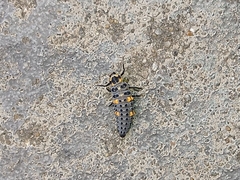 Coccinella septempunctata