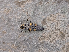 Coccinella septempunctata