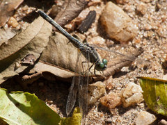 Diplacodes trivialis