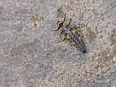 Coccinella septempunctata